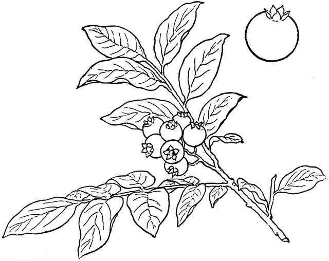 640x508 Bush Blueberry Clipart Etc