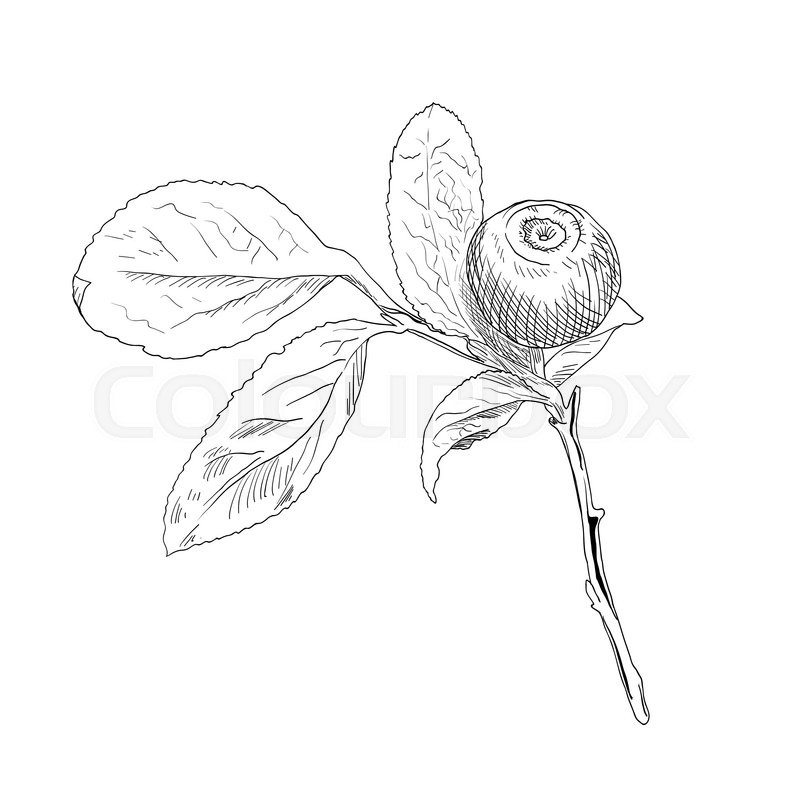 800x800 Hand Drawn Branch Of Black And White Vector Blueberry With A One
