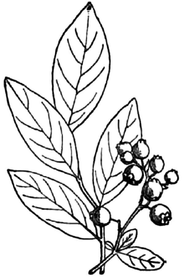 600x900 How To Draw Blueberry Bush Coloring Pages Best Place To Color