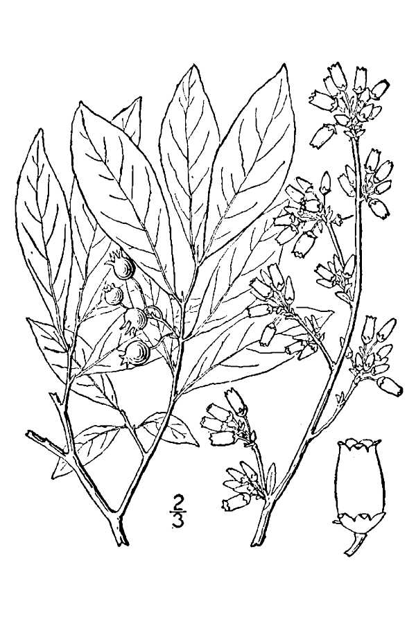 600x900 Large Image For Vaccinium Virgatum (Smallflower Blueberry) Usda