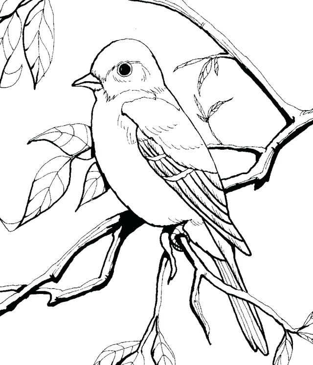 640x746 Female Bluebird Coloring Page Free Flying Blackbird Cartoon
