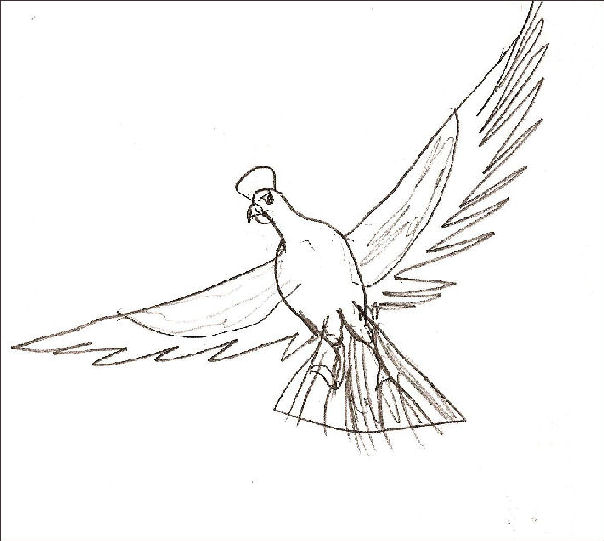 604x541 Flying Blue Bird Drawing