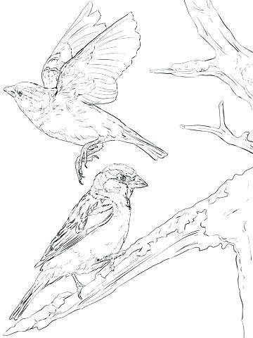360x480 Good Eastern Bluebird Coloring Page For Blue Coloring Page Yellow