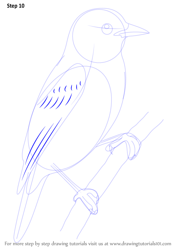 598x841 Learn How To Draw Xenops (Birds) Step By Step Drawing Tutorials