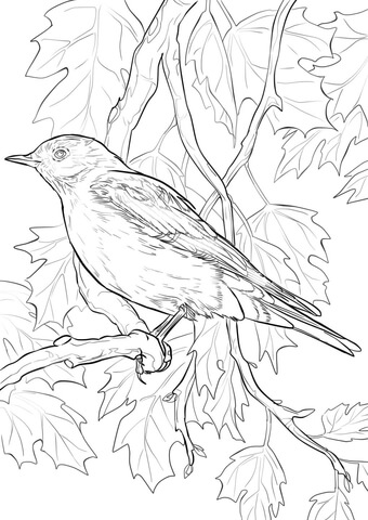 340x480 Mountain Bluebird Coloring Page Free Printable Coloring Pages