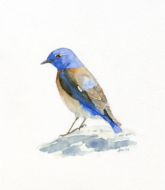 570x657 Original Male Western Bluebird Watercolor
