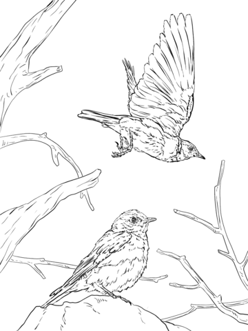 360x480 Western Bluebird Coloring Page Free Printable Coloring Pages