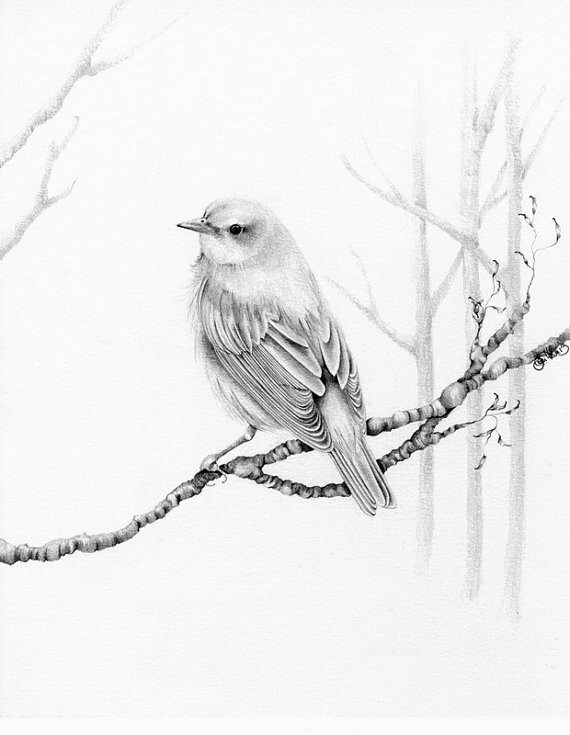 570x735 Zwartwit Sketches Drawings, Bird And Sketches