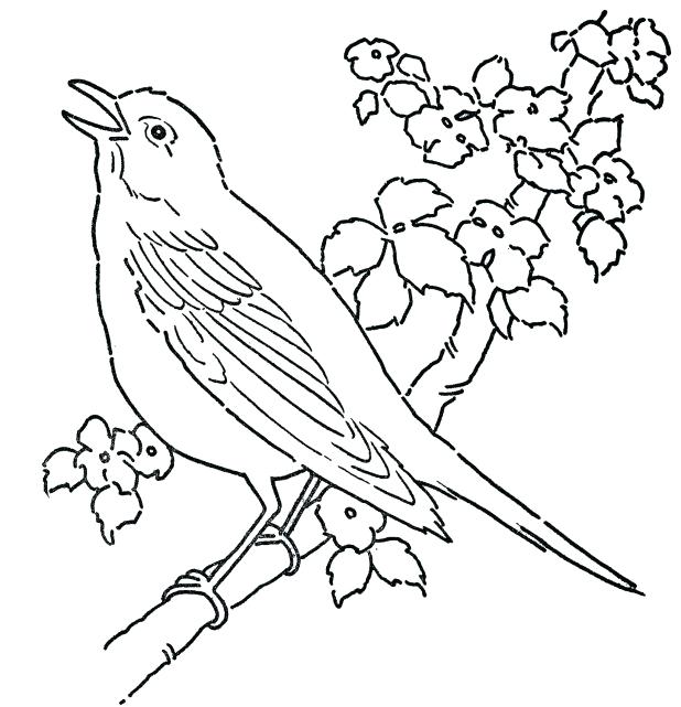 618x641 Eastern Bluebird Coloring Page