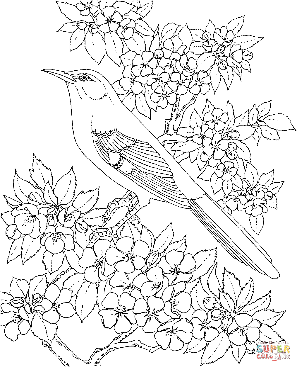 1015x1252 Coloring Bluebonnet Coloring Page