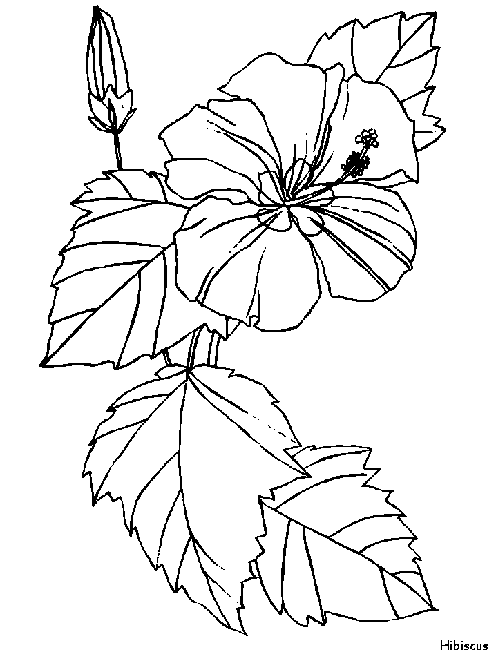 718x957 Bluebonnet Coloring Page 558318