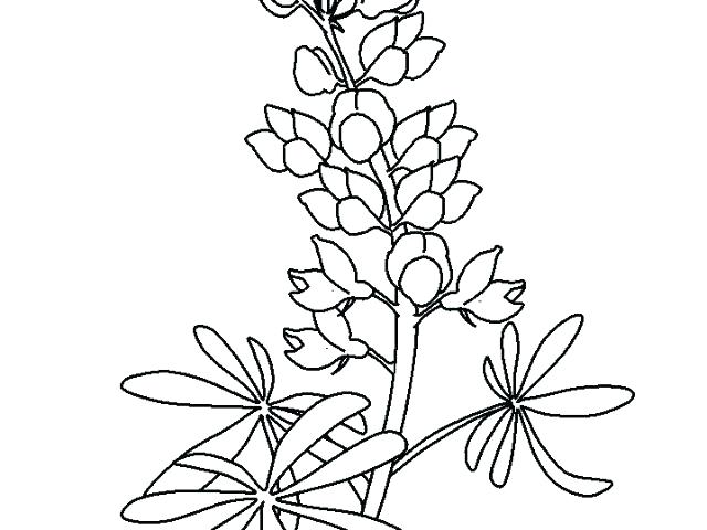 Bluebonnet Drawing at GetDrawings | Free download