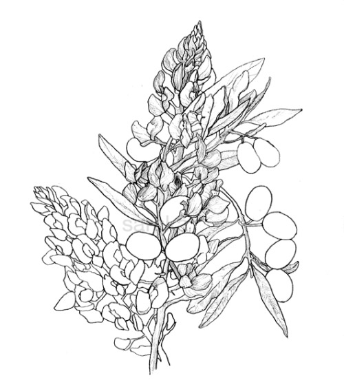 500x565 Texas Bluebonnets