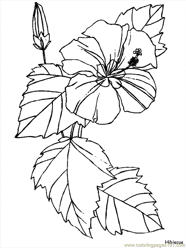 650x866 Flower Coloring Pages Hibiscus Coloring Page