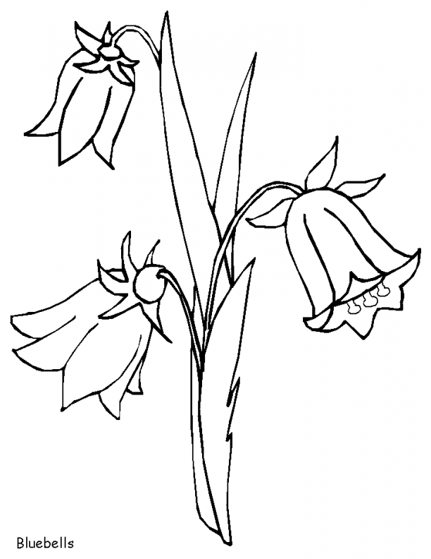 612x792 Index Of Coloringpagesnatureflowers