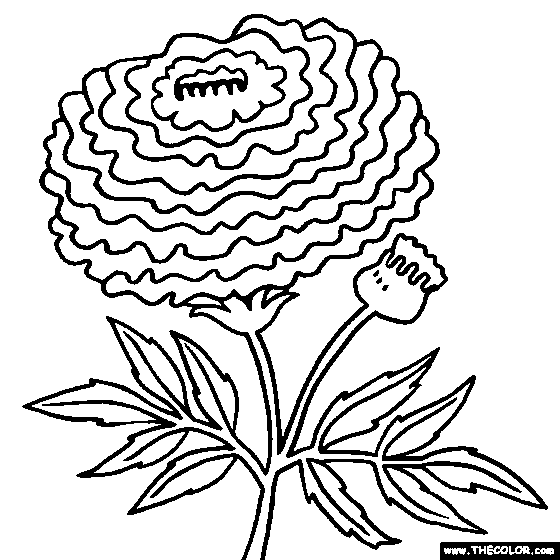 560x560 Big Lilac Coloring Pages Realistic Flower Coloring Pages