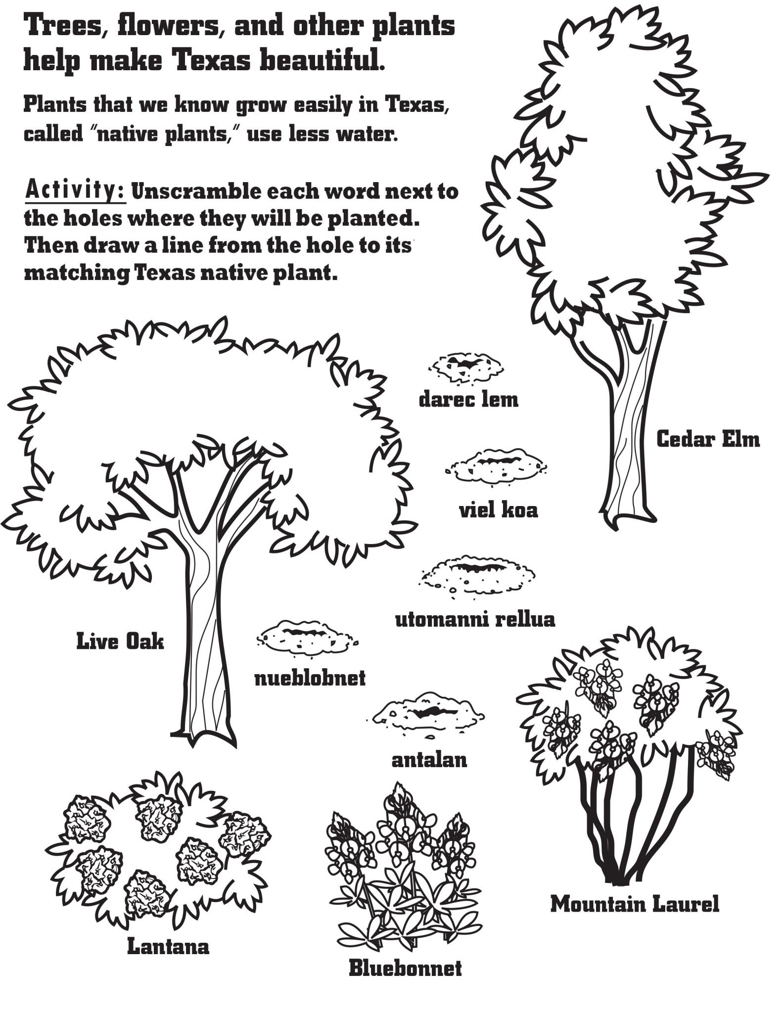 1579x2048 Native Plant Activities For Kids Take Care Of Texas
