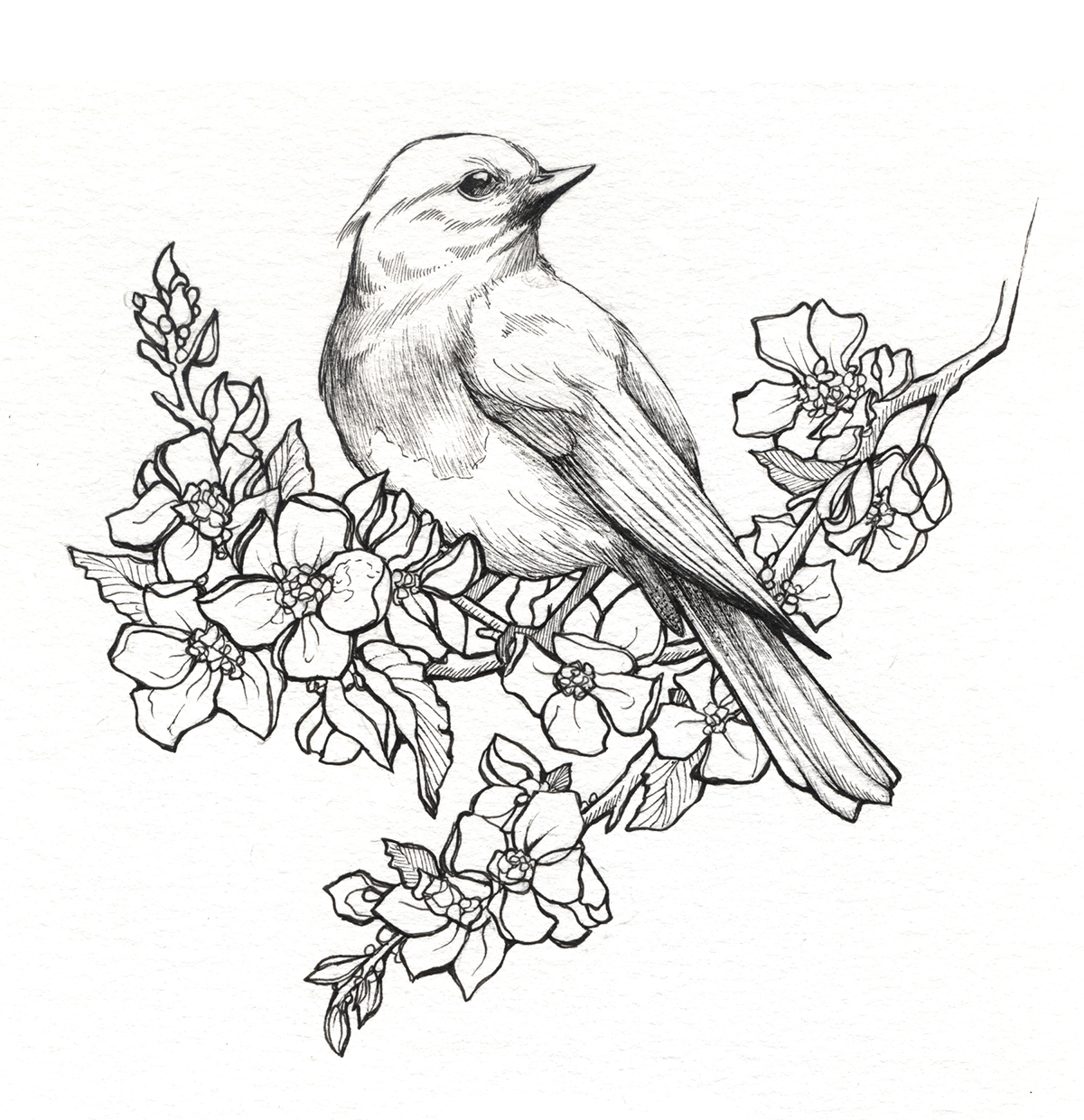 1200x1240 State Birds Amp Flowers On Behance
