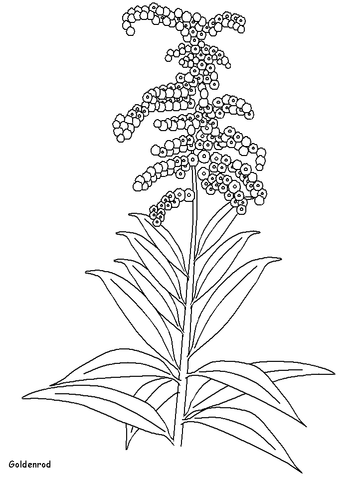 718x957 Bluebonnet Coloring Page 558302