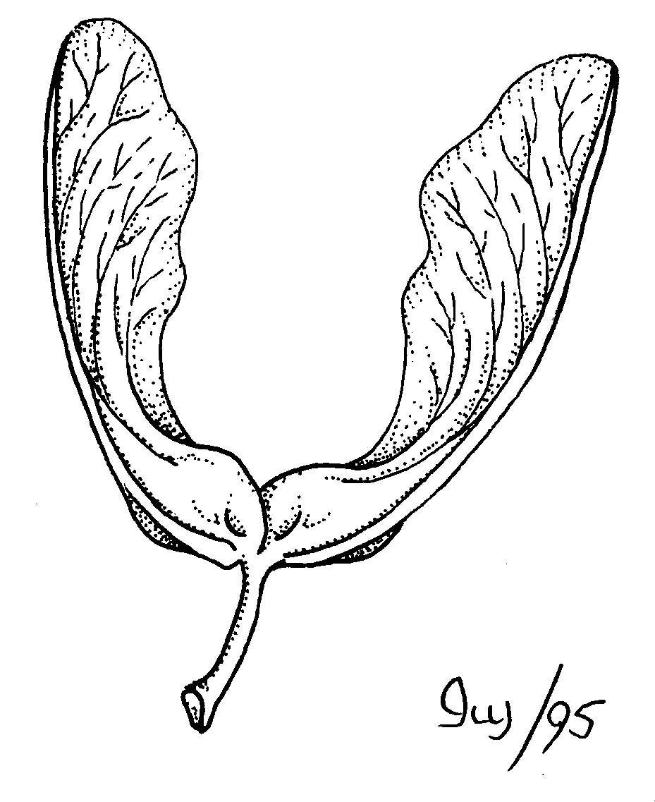 929x1137 Texas Bluebonnet Ecology By Joshua Jolly On Prezi