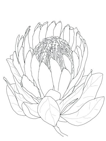 360x480 Bluebonnet Flower Coloring Page And Flower Coloring Page Coloring