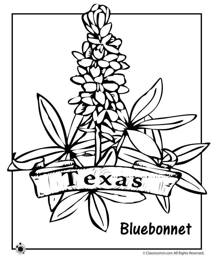 680x880 Bluebonnet Coloring Page