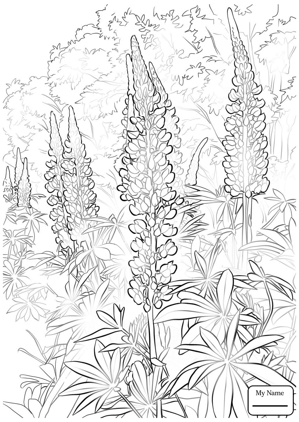 1040x1469 Bluebonnet Flower Flowers Coloring Pages For Kids