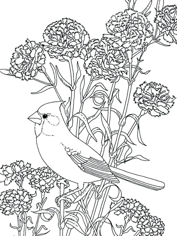 600x800 Bluebonnet Flower Coloring Page Flower Bird Coloring Pages