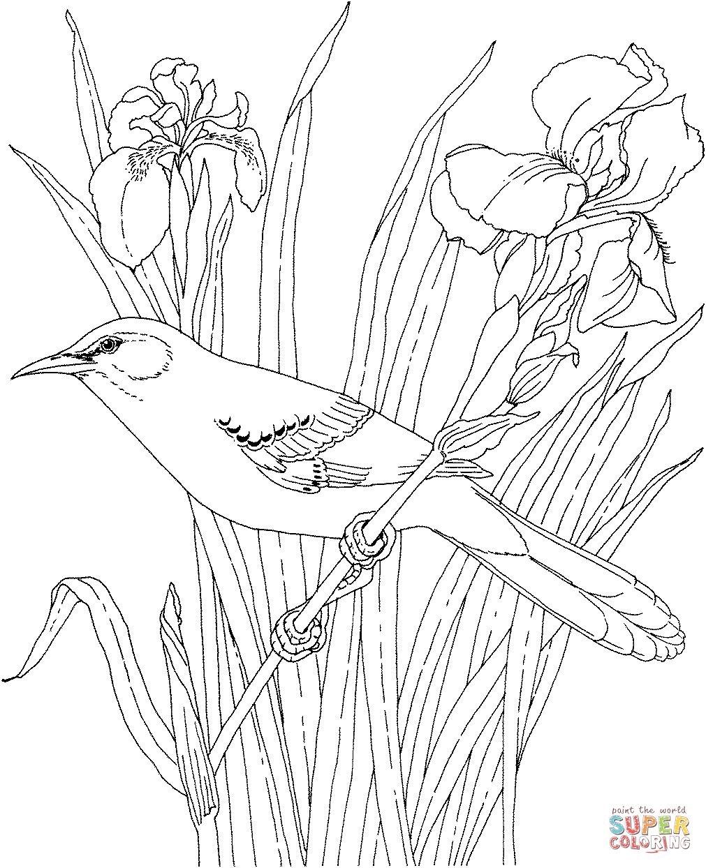 1011x1244 Mockingbird And Bluebonnet Texas State Bird And Flower Coloring