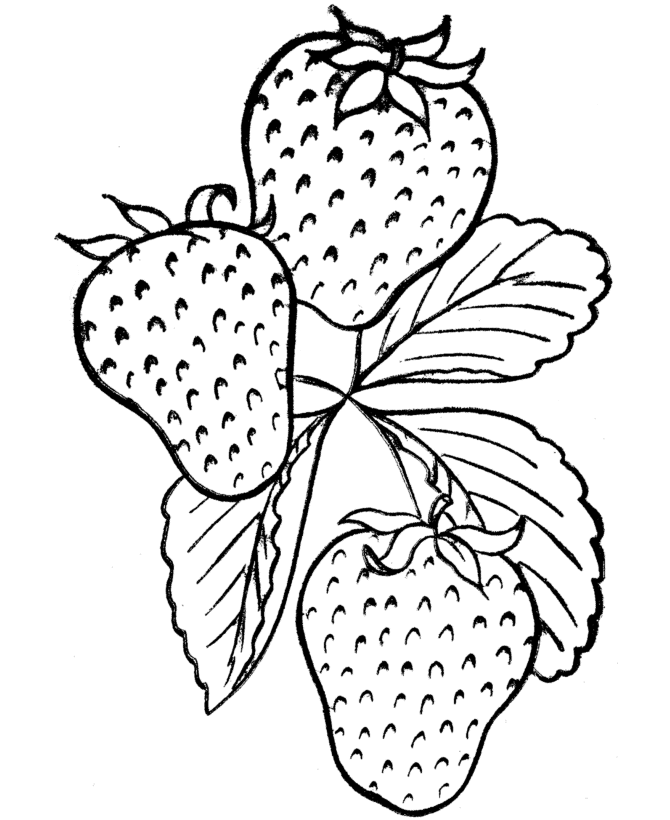 670x820 Bluebonnet Coloring Page 558303