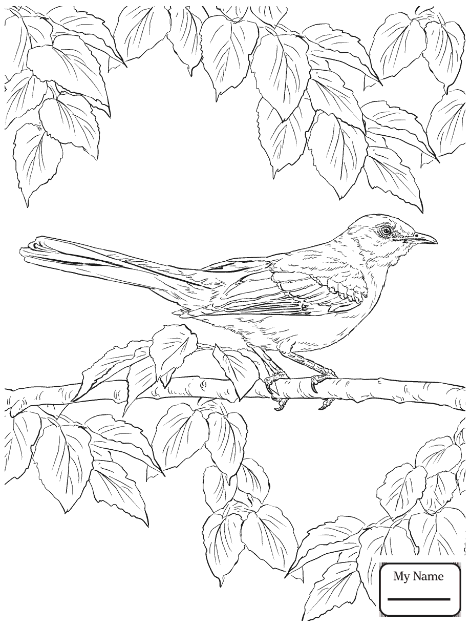 The best free Mockingbird drawing images. Download from 143 free ...