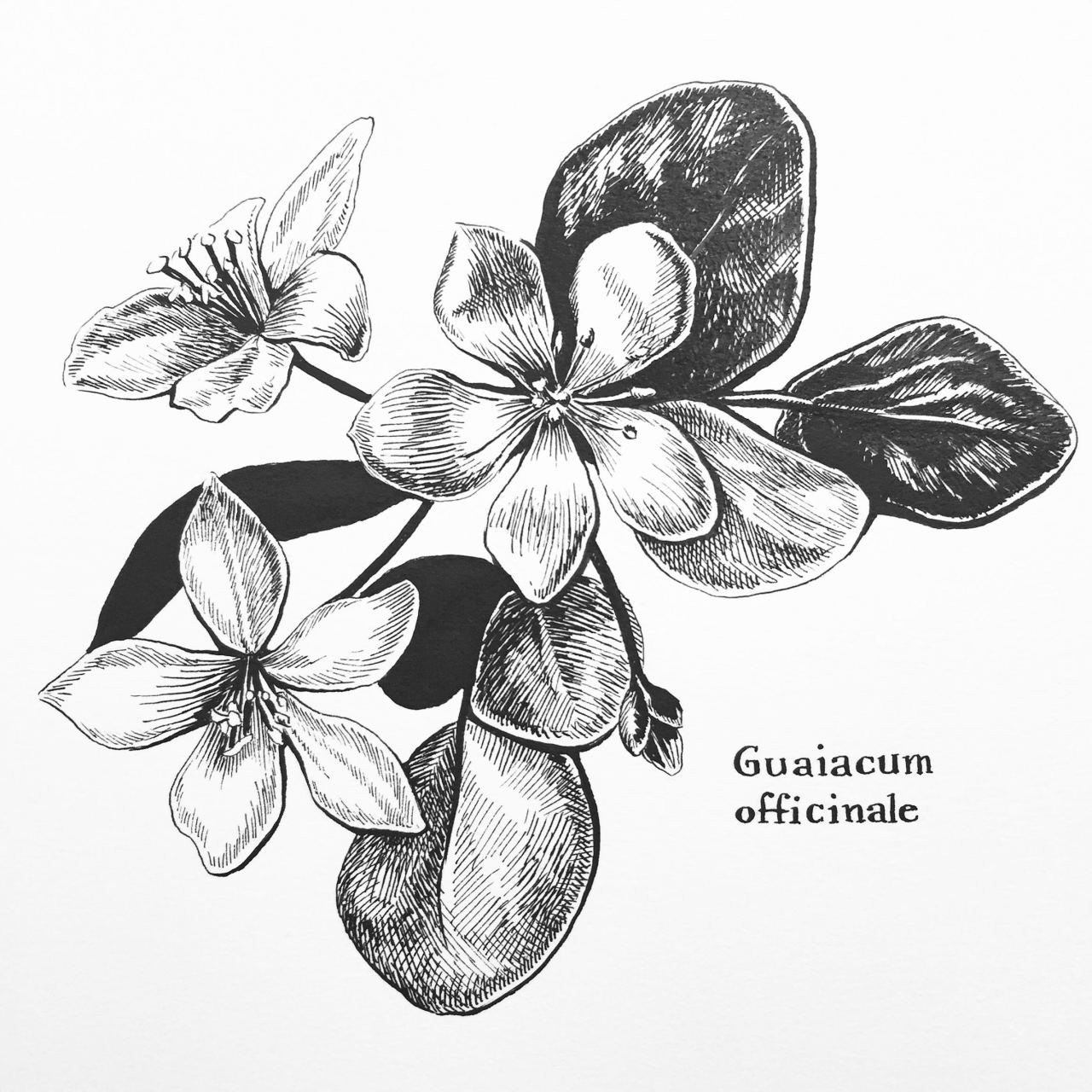 1280x1280 I Should Be Drawing Now Lots Of Fur This Photoset. I Don'T