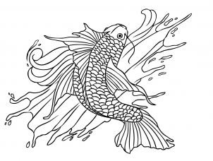 Bluegill Drawing
