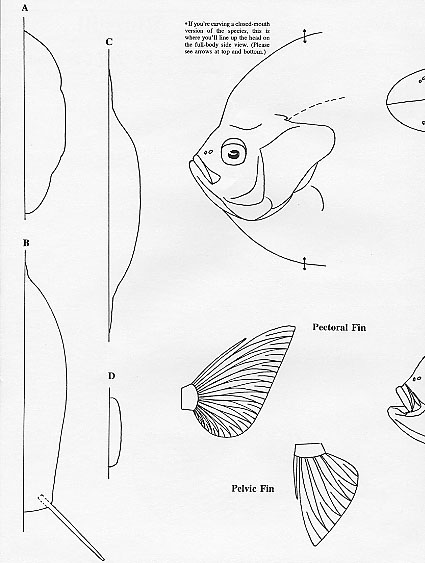 Bluegill Drawing at GetDrawings | Free download