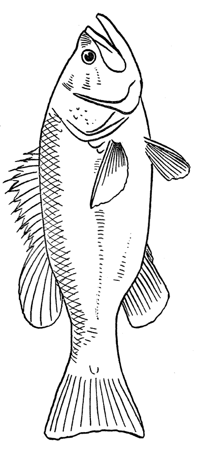 394x900 Fish Silhouette Clip Art Clip Art Cake Image Ideas