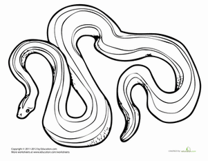 301x233 Emerald Tree Boa Worksheet
