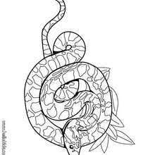 220x220 Boa Coloring Pages