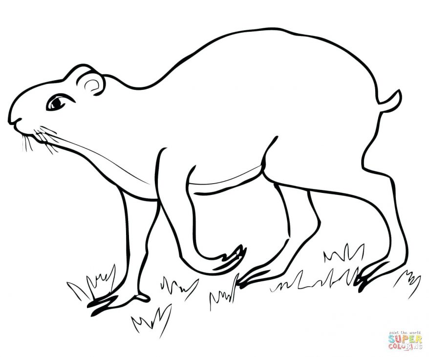 878x731 Agouti 151 Mesmerizing Boa Constrictor Coloring Page Color Boa