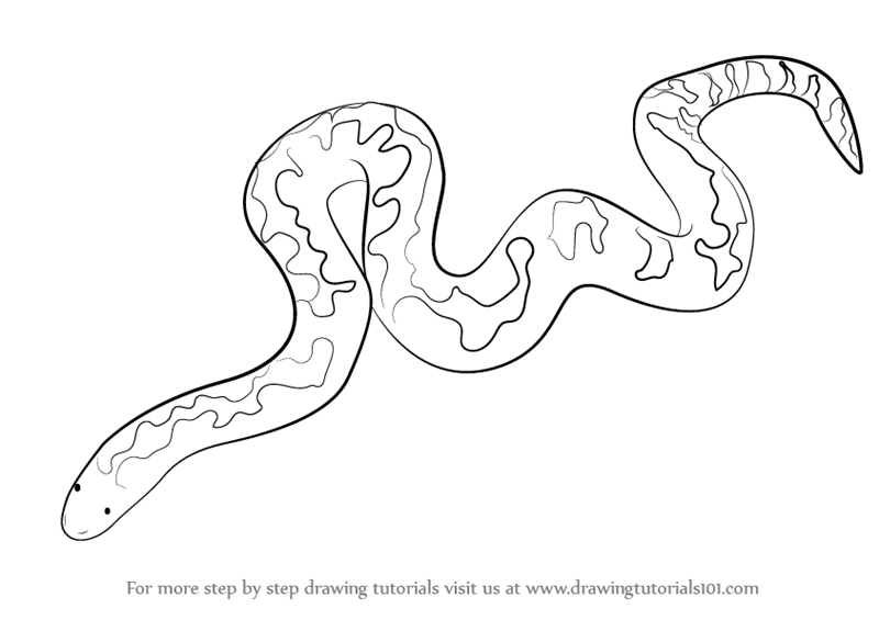 800x565 Learn How To Draw A Kenyan Sand Boa (Snakes) Step By Step