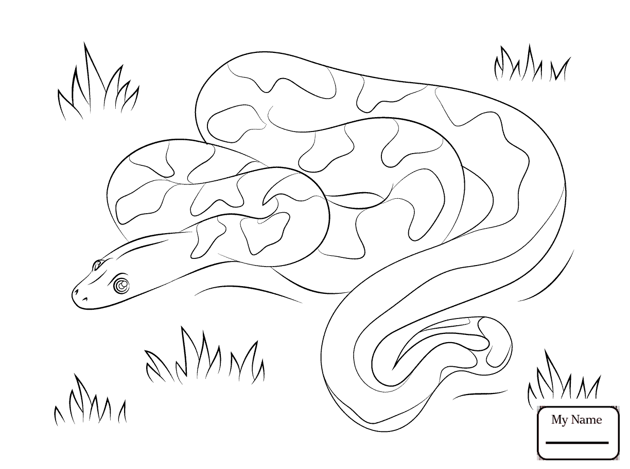 1224x913 Coloring Pages Cute Boa Boa Constrictor Reptiles
