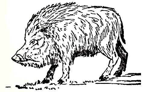 478x305 Filecollier's 1921 Hog Wild Boar.png