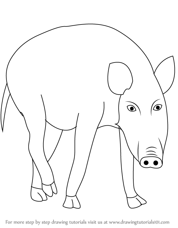 618x791 Learn How To Draw A Wild Boar (Wild Animals) Step By Step