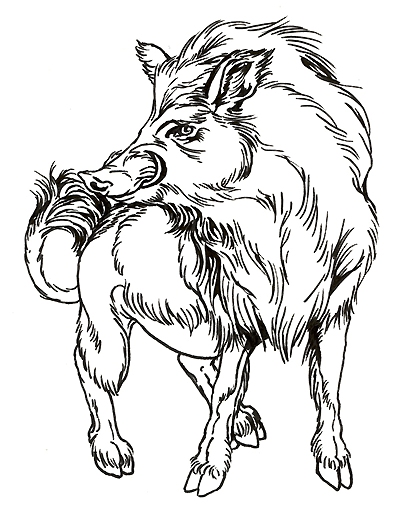 400x508 Line Drawing Of Boar Doodles