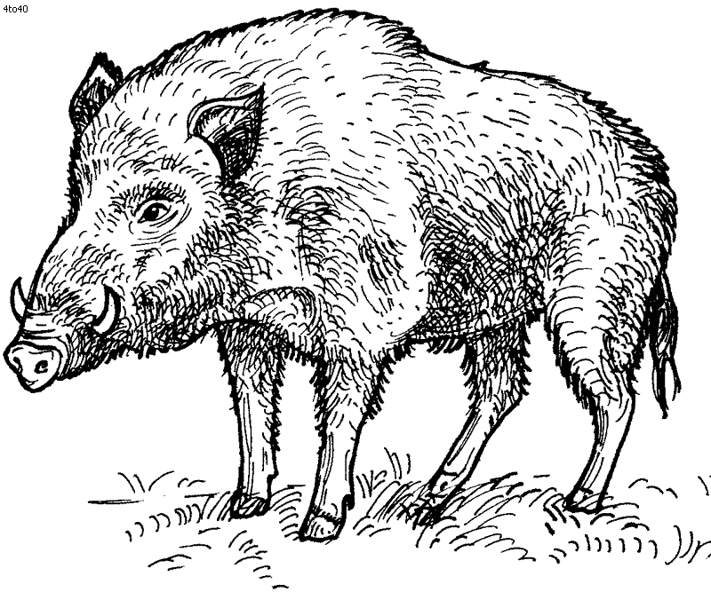 800x685 Print Of A Wild Boar, 18th Century The Victoria Amp Albert Museum