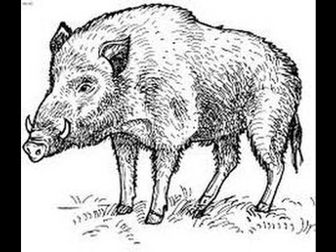 480x360 How To Draw Wild Boar Full Body Drawing Step By Step