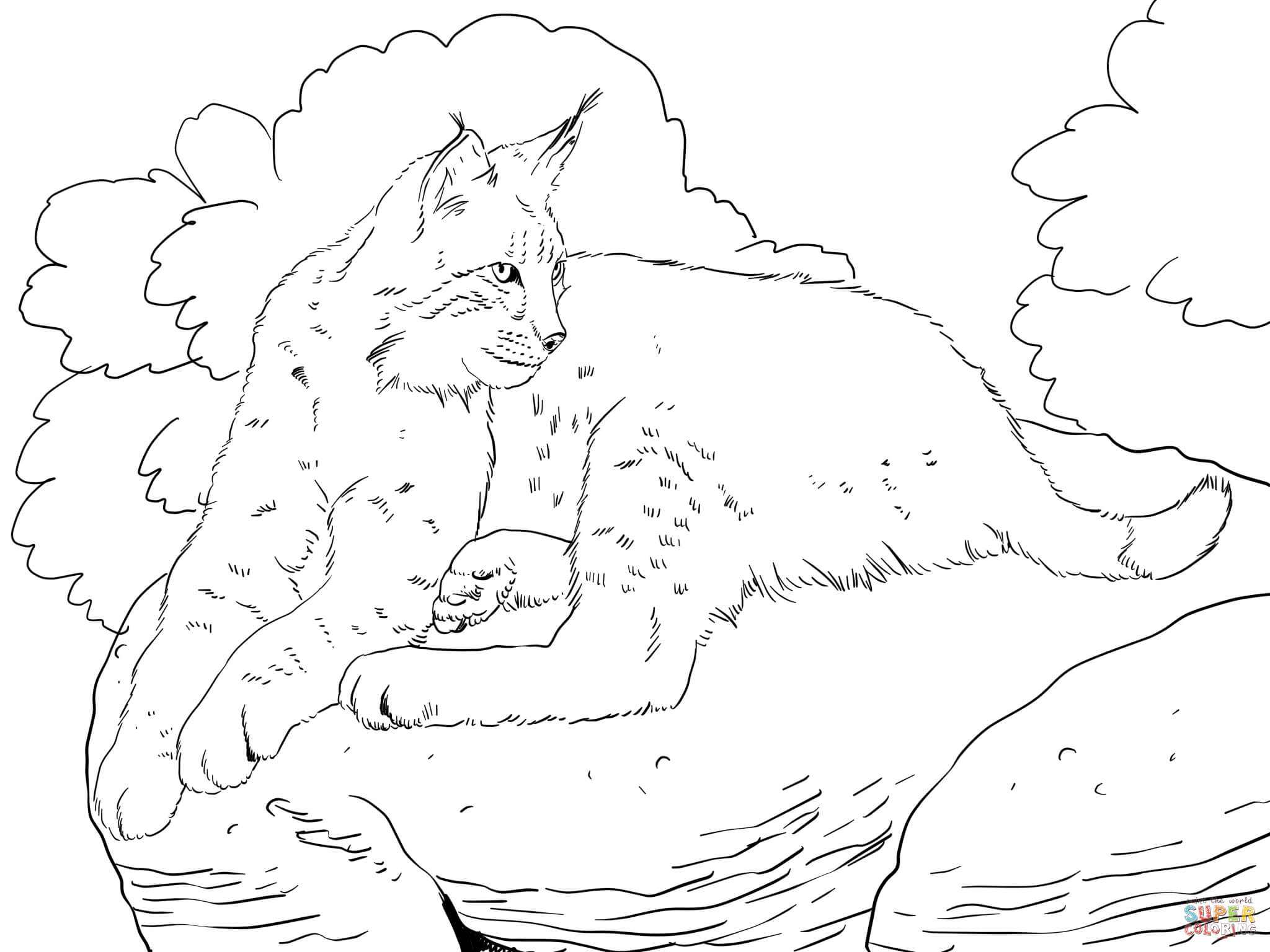 2048x1536 Bobcat Laying Down Coloring Page Free Printable Coloring Pages
