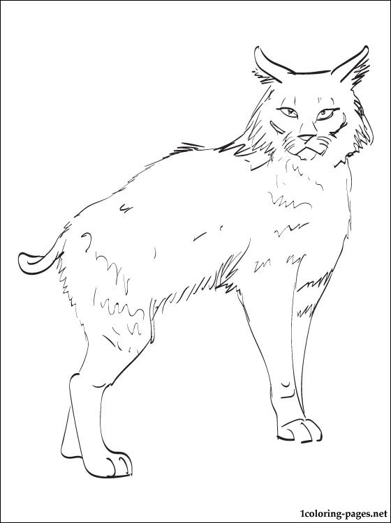 560x750 Bobcat Coloring Page Coloring Pages
