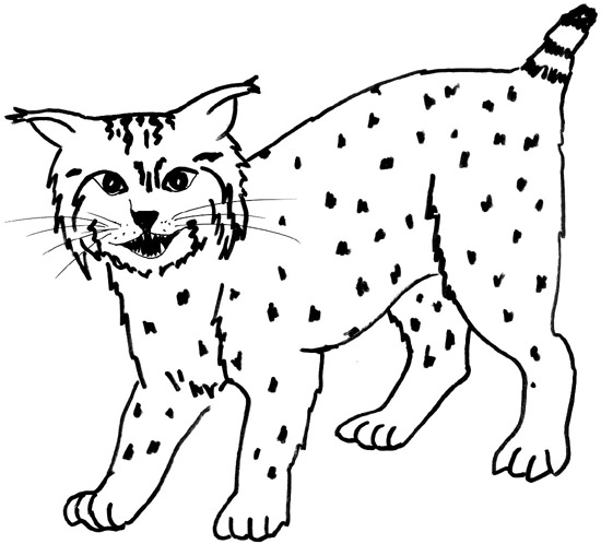 550x498 Coloring Pages Of Bobcats Bobcat Coloring Pages 12 Coloring