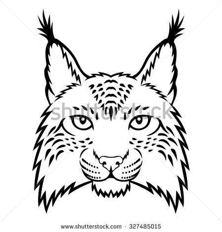 450x470 Bobcats Face Drawing