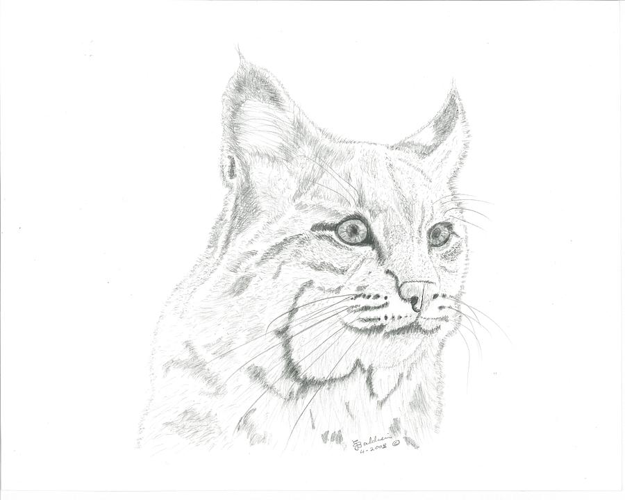 Bobcat Drawing at GetDrawings | Free download